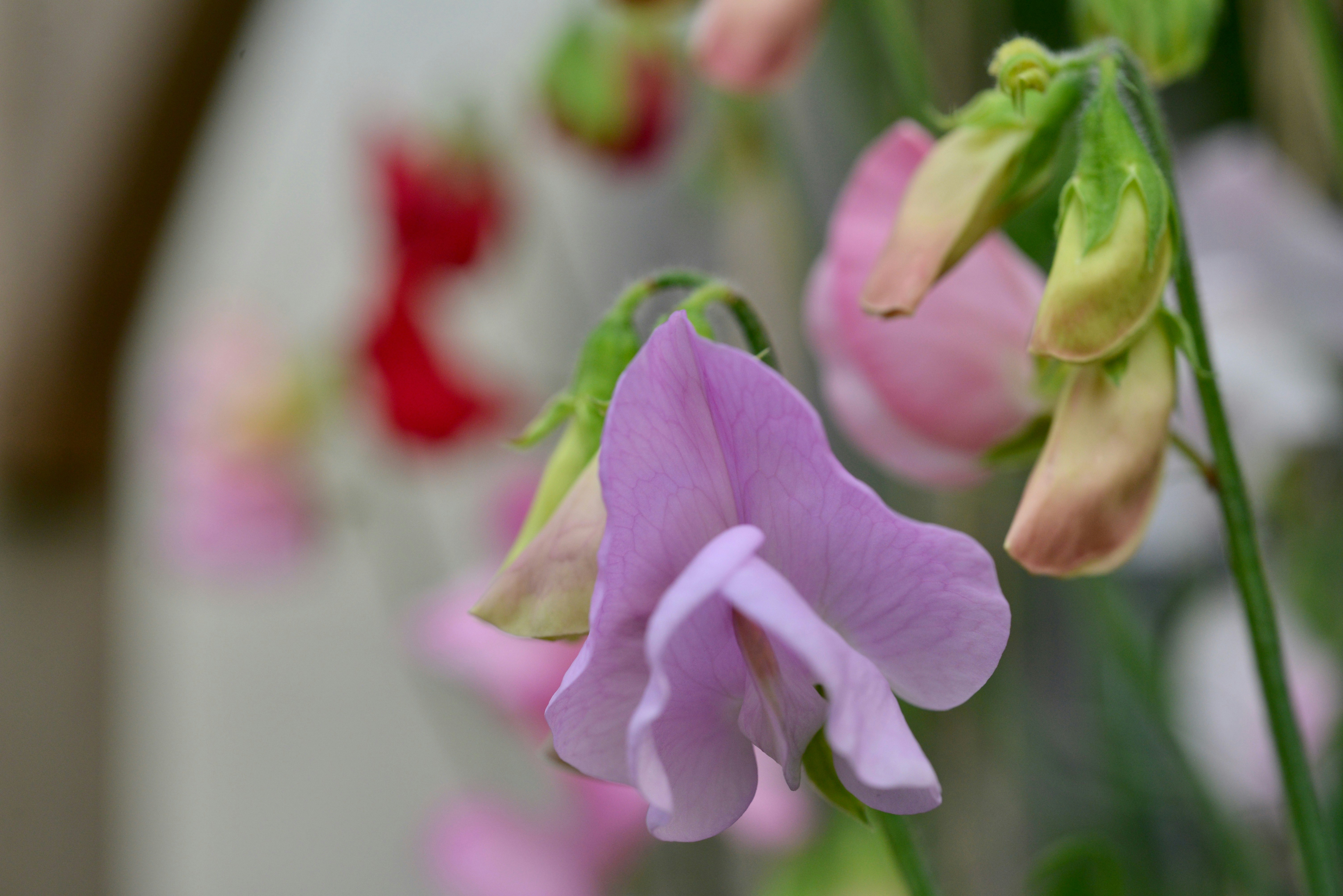 pink and white flower in tilt shift lens